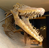 Mosasaurus fossil tooth cufflinks