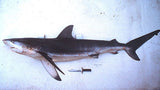 Shark tooth fossil / Diente fosilizado de Tiburón