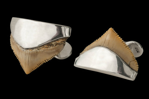 Shark tooth fossil / Diente fosilizado de Tiburón