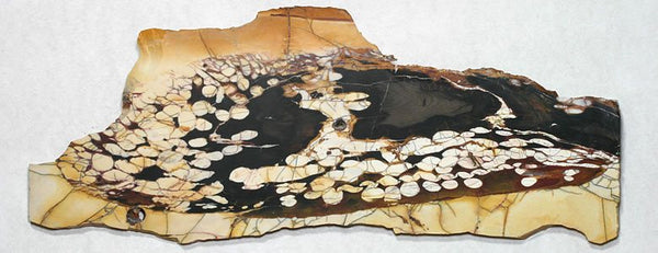 Peanut wood fossil